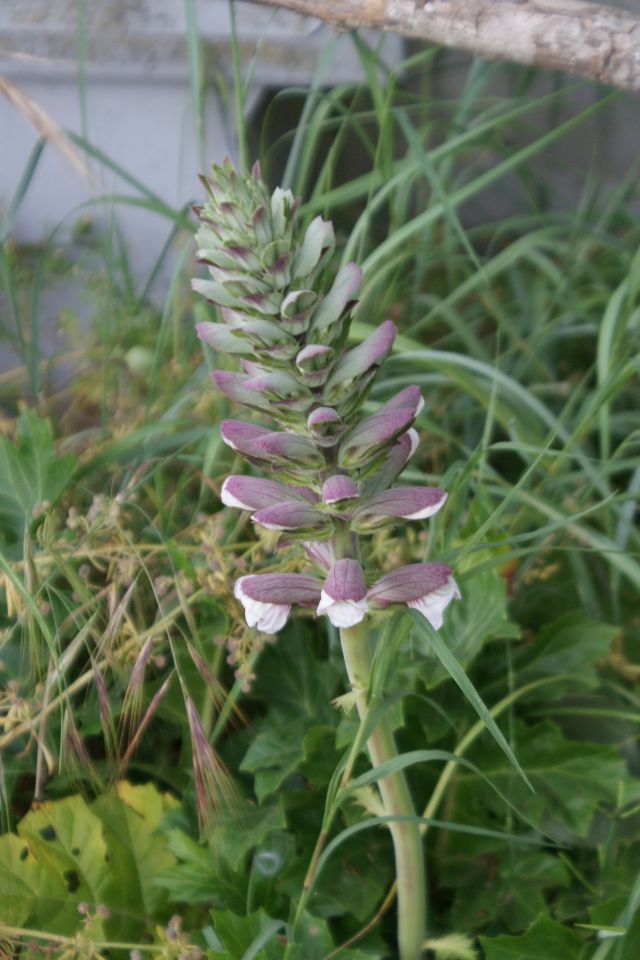 Acanthus mollis